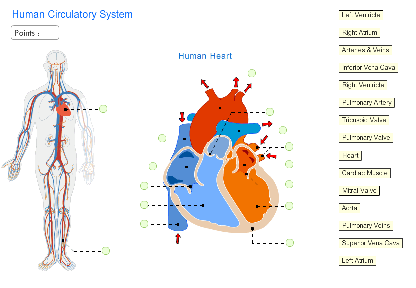 Circulatory System Hangman Game