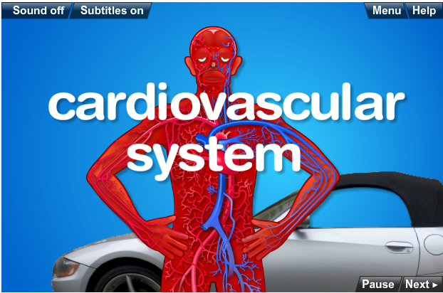 Quiz - The Circulatory System